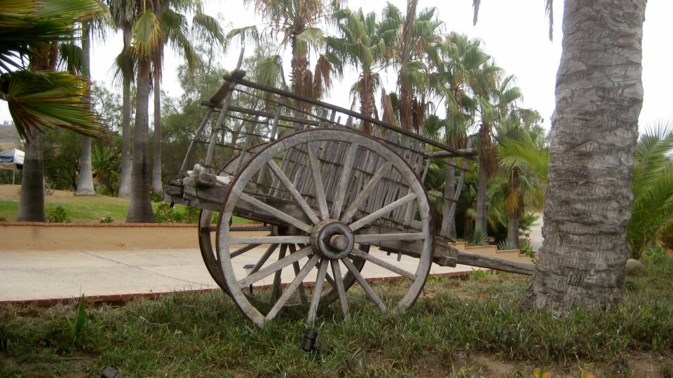 Wooden cart with large spoked wheels sits on grass near a palm tree