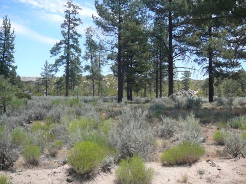1988 Ford Bronco - A wide view of a dry, arid landscape dotted with pine trees and low-lying brush under a partly cloudy sky.