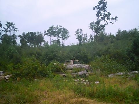 1988 Ford Bronco - An old pickup truck is partially hidden by vegetation in a wooded area.