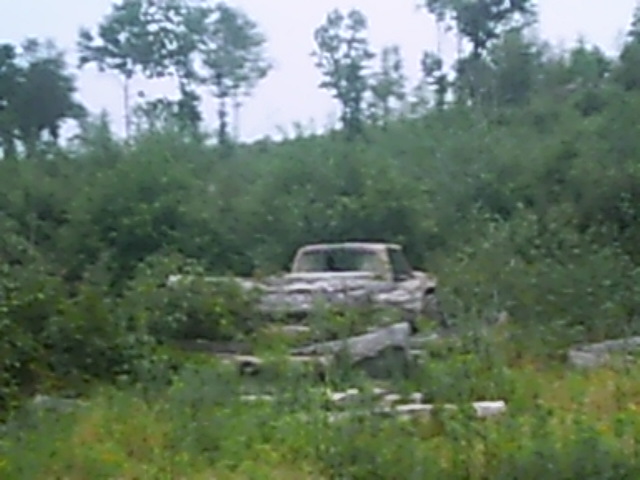 Old pickup truck partially hidden by overgrown brush and trees