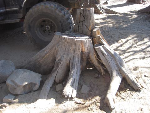 1989 Ford Bronco - A large tree stump sits beside the tire of an off-road vehicle.