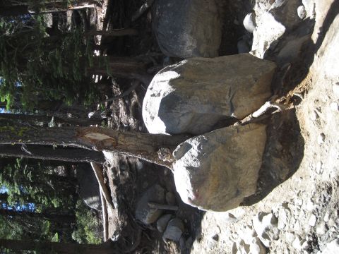 1989 Ford Bronco - A tree trunk is wedged between large rocks on a sunlit, rocky hillside with sparse vegetation.