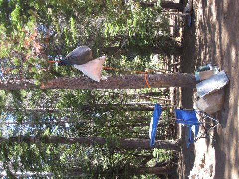 1989 Ford Bronco - A campsite scene with bags suspended from a tree branch and camping chairs set up.