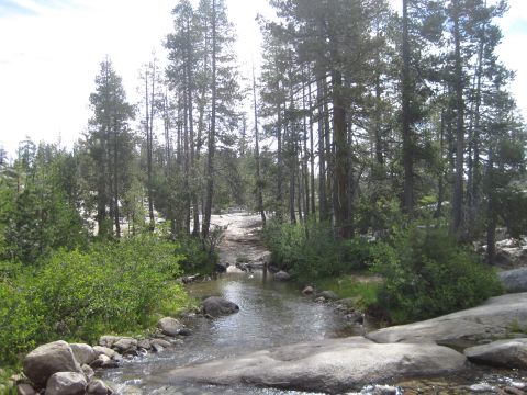 1989 Ford Bronco - A natural landscape with trees and a flowing stream.