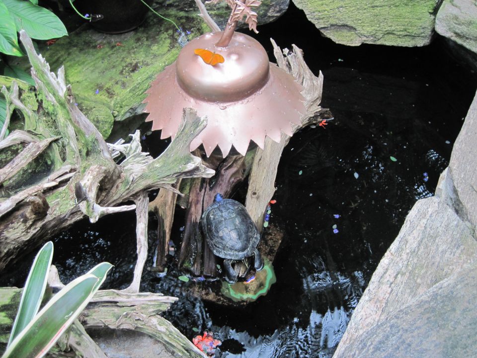 Turtle on a decorative structure above a pond with a butterfly on top