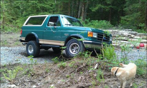 1990 Ford Bronco - A green 1990 Ford Bronco with a tan stripe and white roof is parked on a gravel path in a wooded area, with a dog nearby.