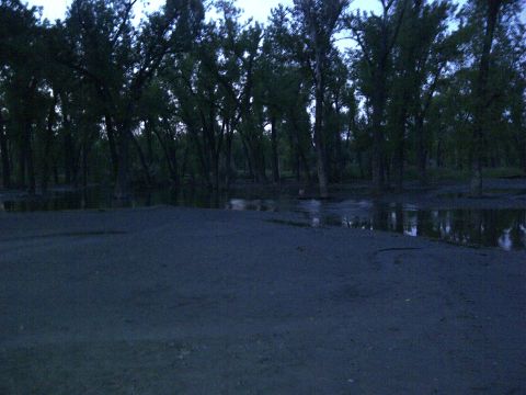 1994 Ford F-150 - A dark scene shows trees and standing water in what appears to be a flooded natural area.