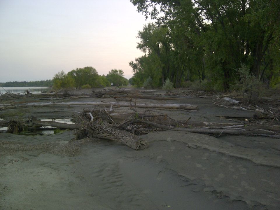 Sandy riverbank with scattered logs and trees under a hazy sky