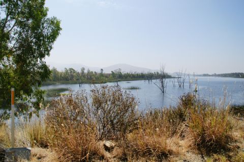 1995 Ford Taurus - A lake scene with dead trees emerging from the water and dry grass in the foreground under a clear sky.