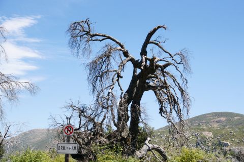 1995 Ford Taurus - A stark, dead tree with intricate branches stands against a clear blue sky, accompanied by a parking restriction sign.