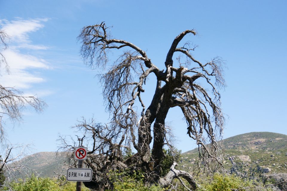 Twisted, dead tree branches against a blue sky with a no parking sign below