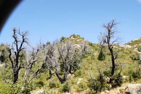 1995 Ford Taurus - A landscape scene numerous dead trees with sparse green foliage and rocky terrain under a bright blue sky.