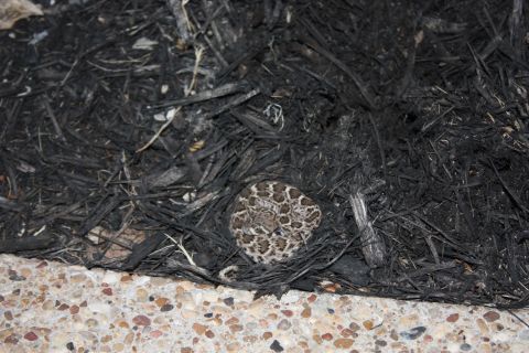 1986 Ford Bronco - A coiled rattlesnake is visible in dark mulch, with a concrete border in the foreground. The registry incorrectly identified this image.