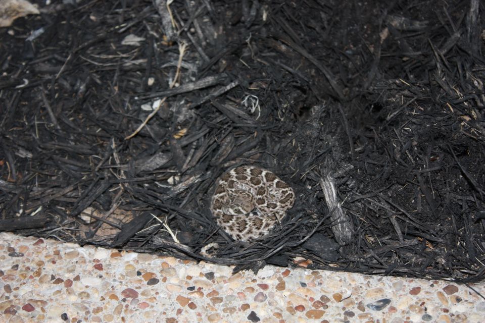 Rattlesnake coiled in dark mulch next to a concrete border