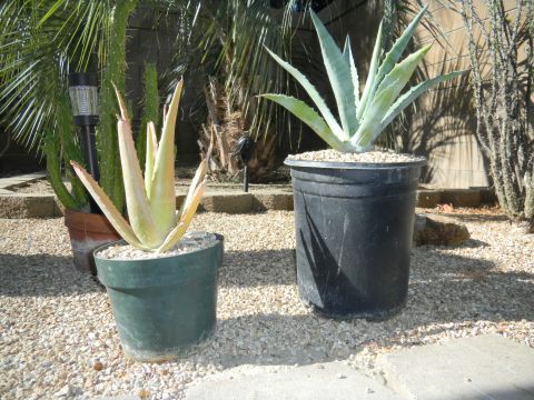 1997 Ford Ranger - Potted desert plants and palm trees in a gravel yard with a SuperMotors logo visible.