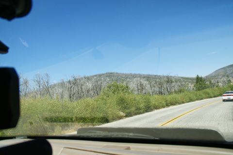1995 Ford Taurus - Driving on a road with a view of a hillside covered in burnt trees and green vegetation.