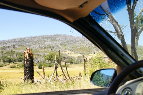 1995 Ford Taurus - The view from the driver's seat shows a landscape with a prominent burnt tree stump and a hill covered in dead trees.