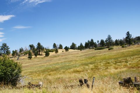 1995 Ford Taurus - A wide view of a dry, grassy hillside dotted with pine trees under a bright blue sky.