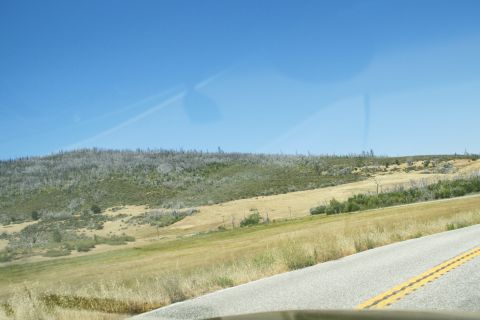 1995 Ford Taurus - A scenic view of a hill dotted with burnt trees, seen from the roadside on a clear day.