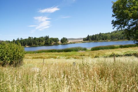 1995 Ford Taurus - A tranquil lake scene with abundant vegetation and a clear sky, offering a peaceful natural landscape.