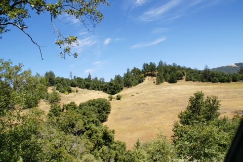 1995 Ford Taurus - A scenic view of a rolling hillside covered in dry grass and dotted with trees, under a bright blue sky with scattered clouds.