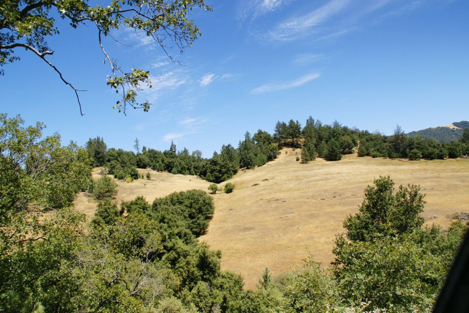 Grassy hillside with trees and blue sky