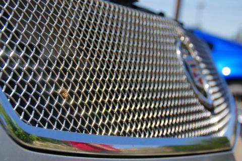 1995 Ford Taurus - A bee landed on the chrome grille of a car, with another vehicle blurred in the background.