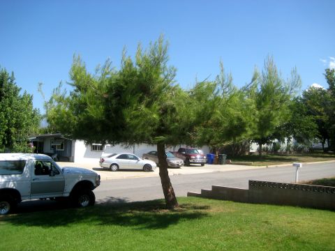 1996 Ford Bronco - A white Ford Bronco is parked on the lawn with other vehicles and trees visible in the background under a clear blue sky.