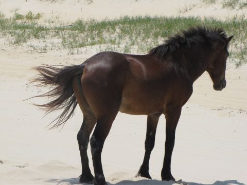 1979 Ford Bronco - A wild horse stands on a sandy beach, its mane and tail flowing in the wind.