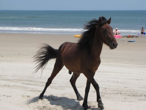 1979 Ford Bronco - A wild horse gallops along the shore, its mane and tail flowing in the wind, with beachgoers visible in the distance.