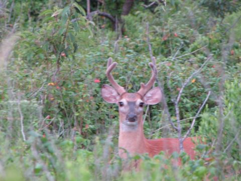 1979 Ford Bronco - A deer with small antlers stands alert in a wooded area.