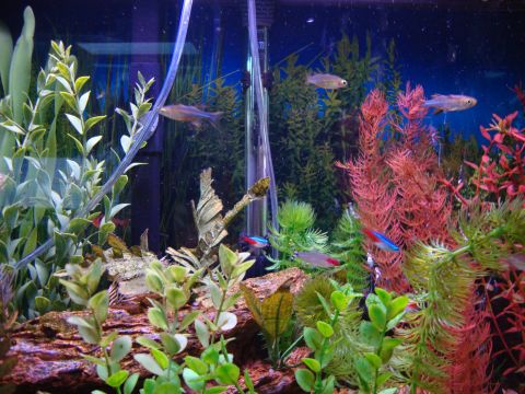 1978 Ford Bronco - Aquarium scene with various fish swimming among artificial plants and decorations.