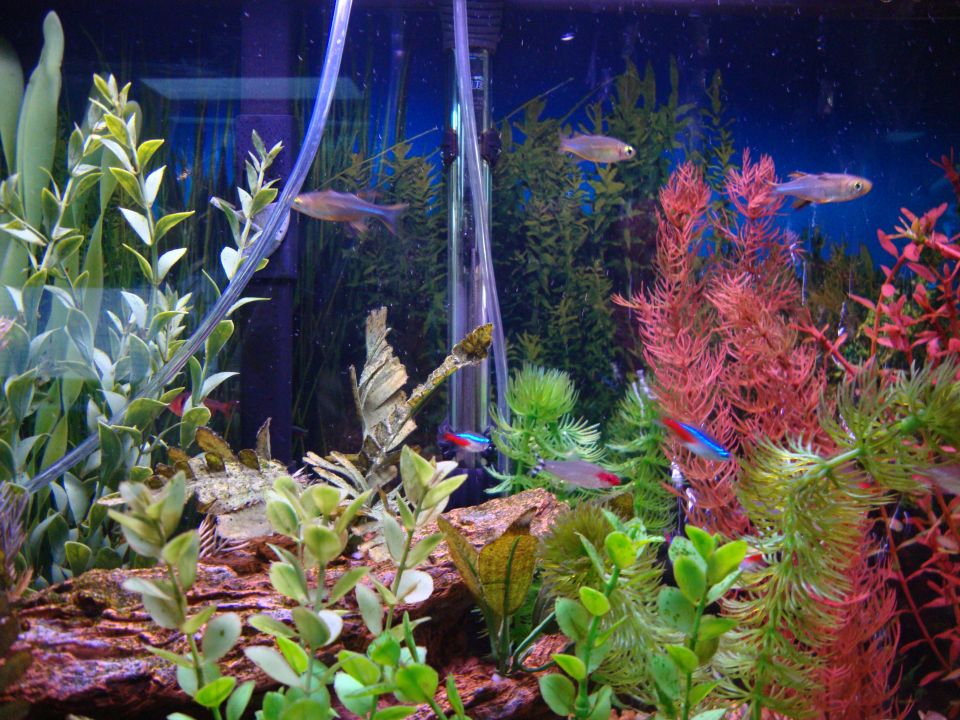 Planted freshwater aquarium with tetras, green and red plants, driftwood and heater
