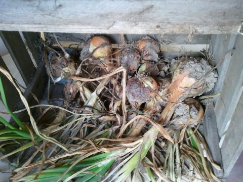 1985 Ford F-150 - Bulbs stored in a wooden crate with dried plant matter and some green shoots emerging.