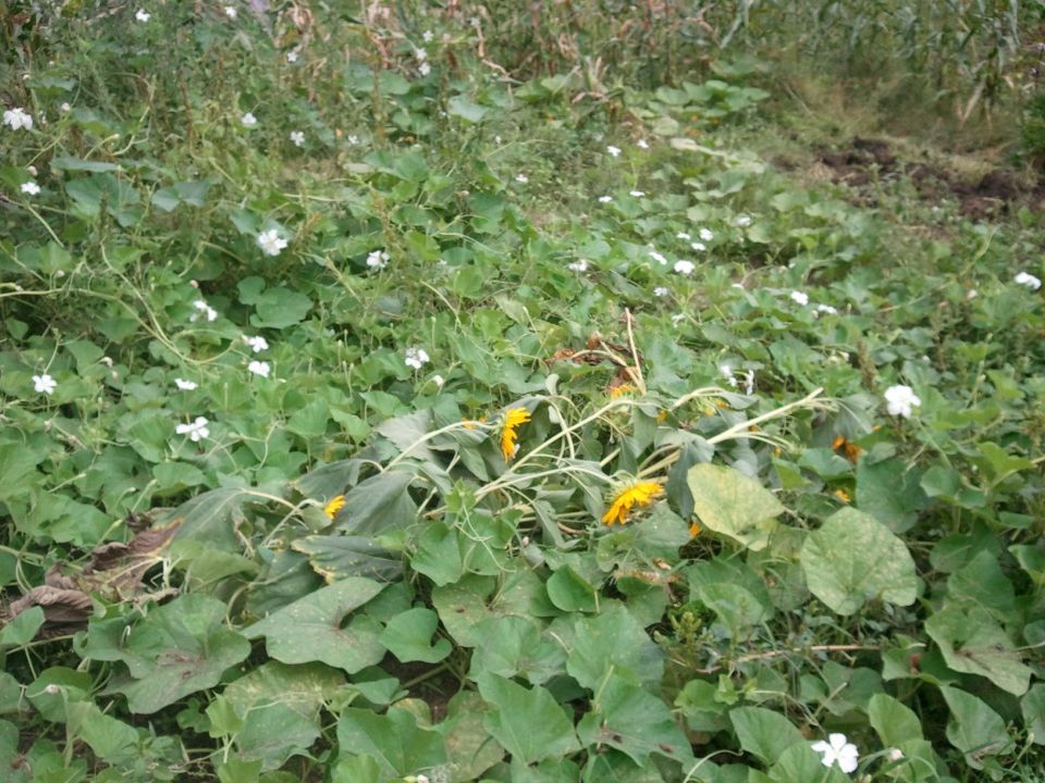 Overgrown garden with large green leaves, white flowers, and yellow flowers