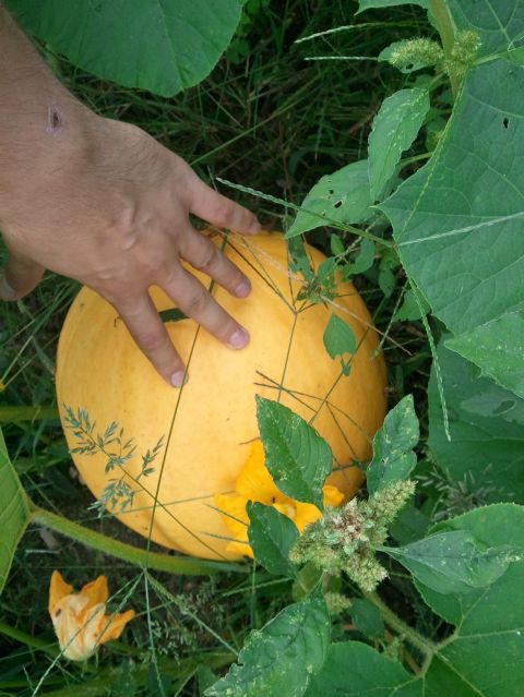 1985 Ford F-150 - A hand rests on a large yellow squash, surrounded by lush green foliage and a small yellow flower.