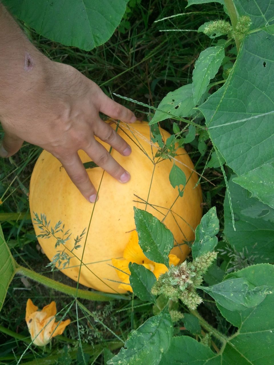 hand touching a large yellow squash growing on a vine with green leaves and a yellow flower