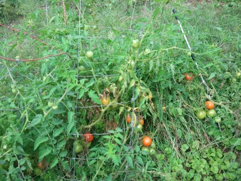 1985 Ford F-150 - Tomato plants with green and red fruit growing on a wire trellis in a garden setting.