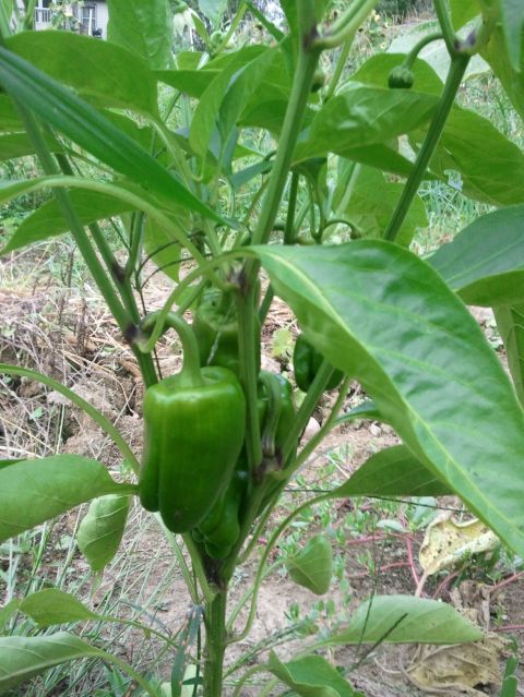 1985 Ford F-150 - Green bell peppers are seen growing on a plant in a garden setting, with a website logo visible at the bottom right.