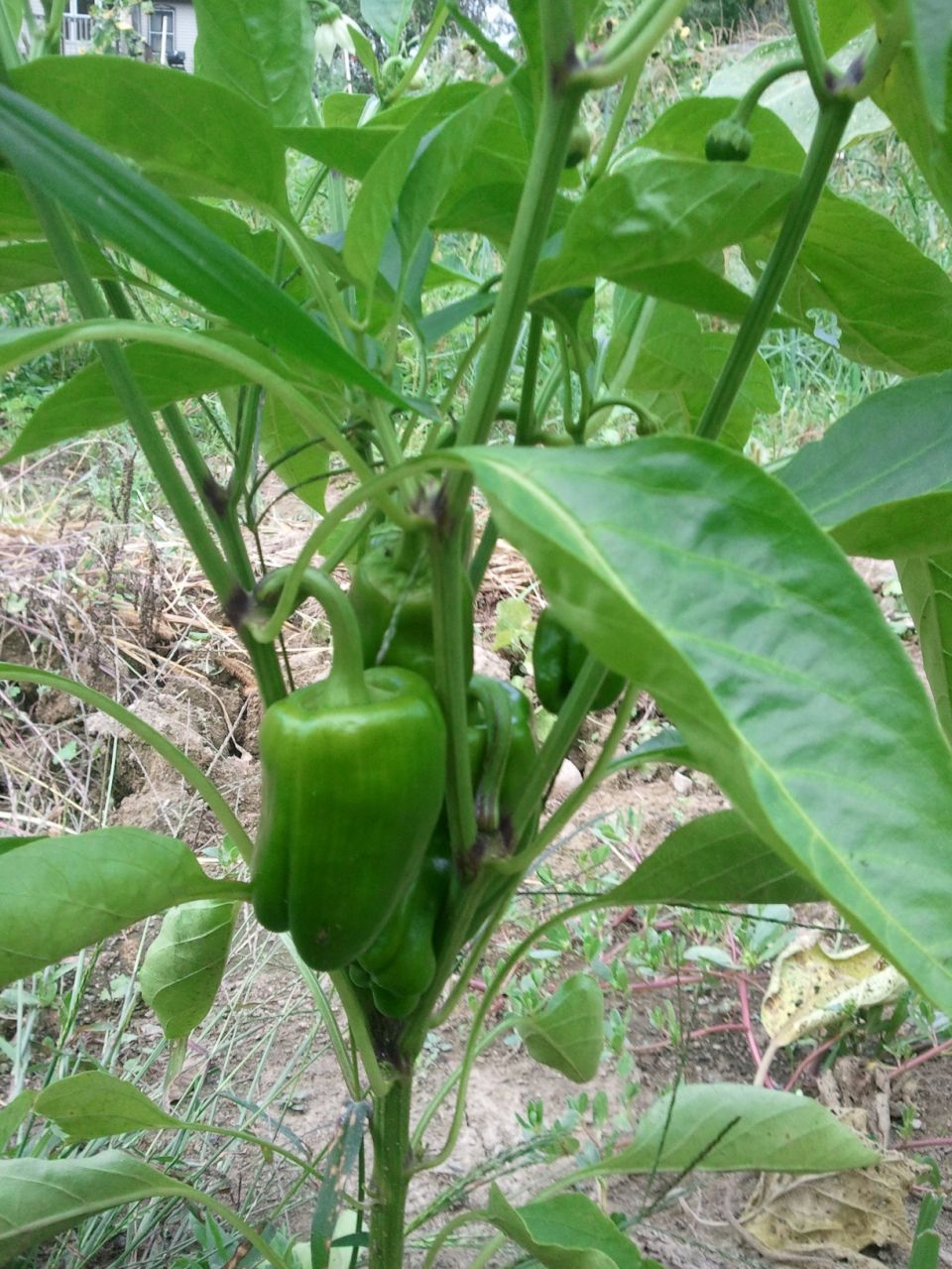 Green bell peppers growing on a plant with a Supermotors.net logo in the corner