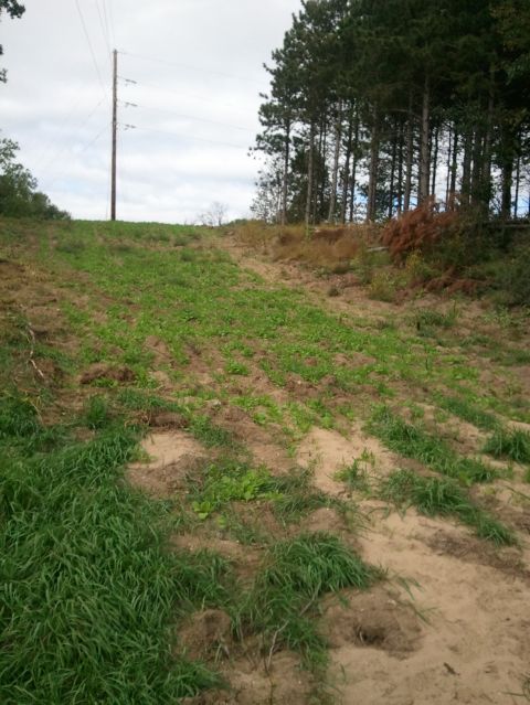 1985 Ford F-150 - A rural landscape with a dirt path leading up a hill, bordered by trees and a utility pole under a cloudy sky.
