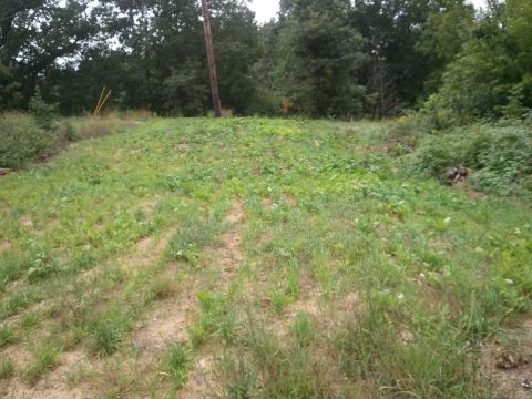 1985 Ford F-150 - A grassy hill is overgrown with weeds and brush, with a utility pole standing tall against a backdrop of trees.