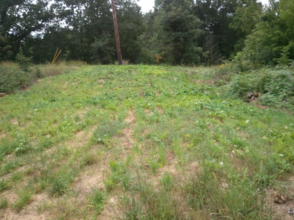 Overgrown grassy hill with utility pole and trees