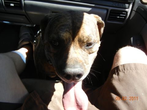 1996 Ford Bronco - A dog is seen inside a vehicle's interior, with its tongue hanging out.