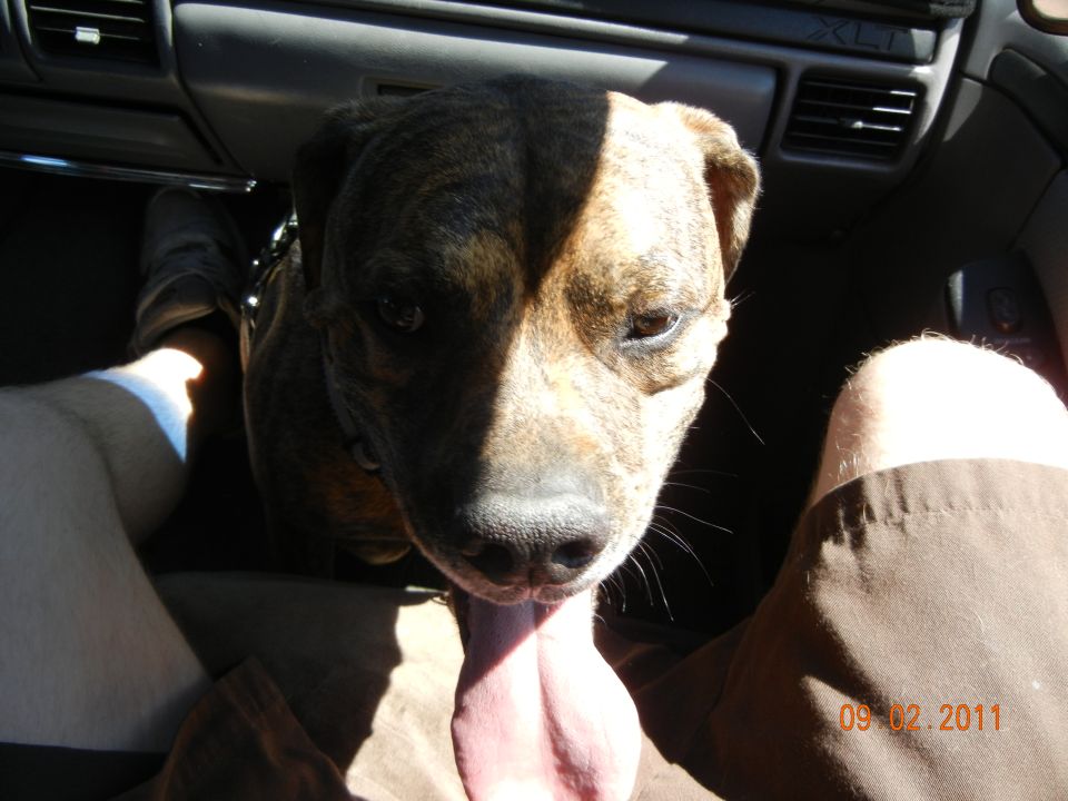 Dog sticking tongue out in car interior