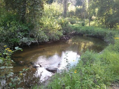 1985 Ford F-150 - A peaceful creek winds through a lush, green forest with sunlight dappling the water.