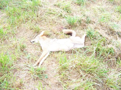 1995 Mercury Grand Marquis - A dead coyote lies on its back in a grassy field.