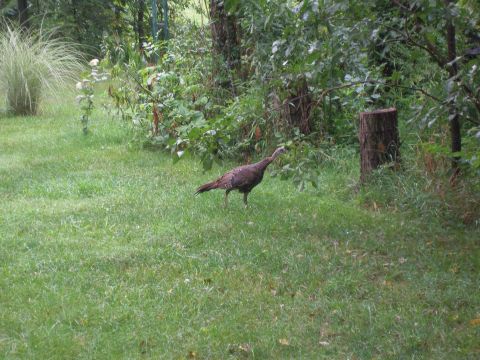 1997 Ford Taurus - A turkey is seen walking through a grassy area with trees and foliage in the background.