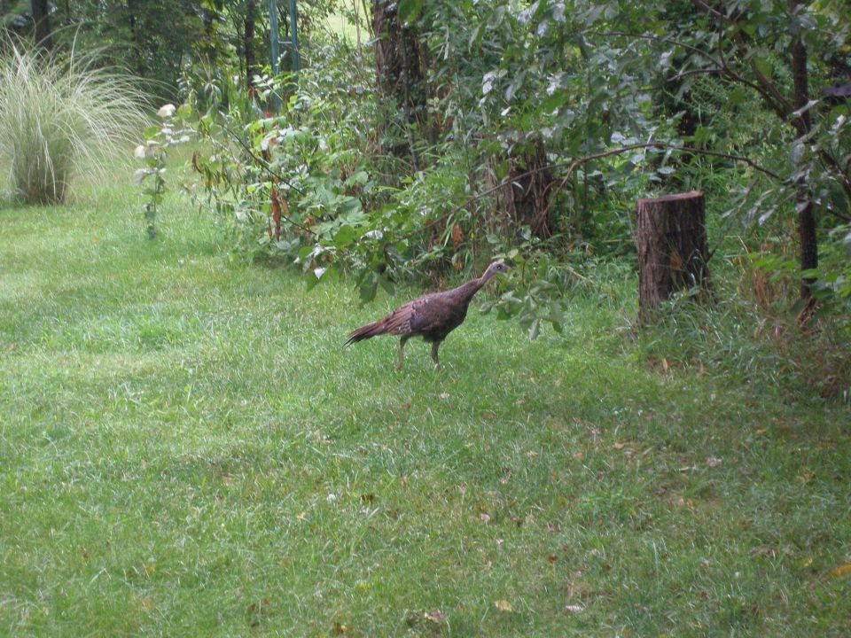 Turkey walking on grass near trees and a stump