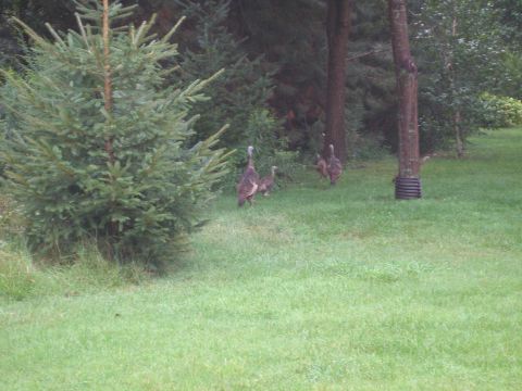 1997 Ford Taurus - A group of turkeys are seen walking across a grassy lawn in front of a wooded area, with a SuperMotors logo visible in the lower right corn…
